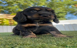 Cocker Spaniel Inglés perros en venta: COCKER SPANIEL INGLES - Imagen 15