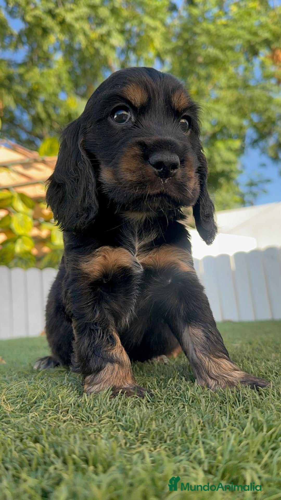 Cocker Spaniel Inglés perros en venta: COCKER SPANIEL INGLES - Imagen 15