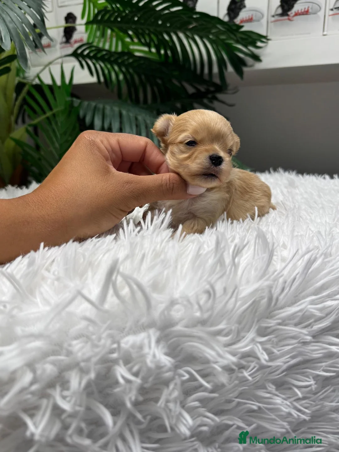 Maltipoo perros en venta: MALTIPOO TOY COREANOS  - Anuncio 2