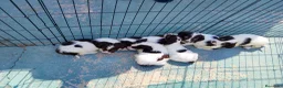 English Springer Spaniel perros en venta: Springer spaniel inglés - Anuncio 3