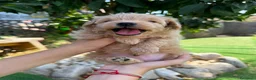 Maltipoo perros en venta: Maltipoo TOY máxima calidad  - Anuncio 3