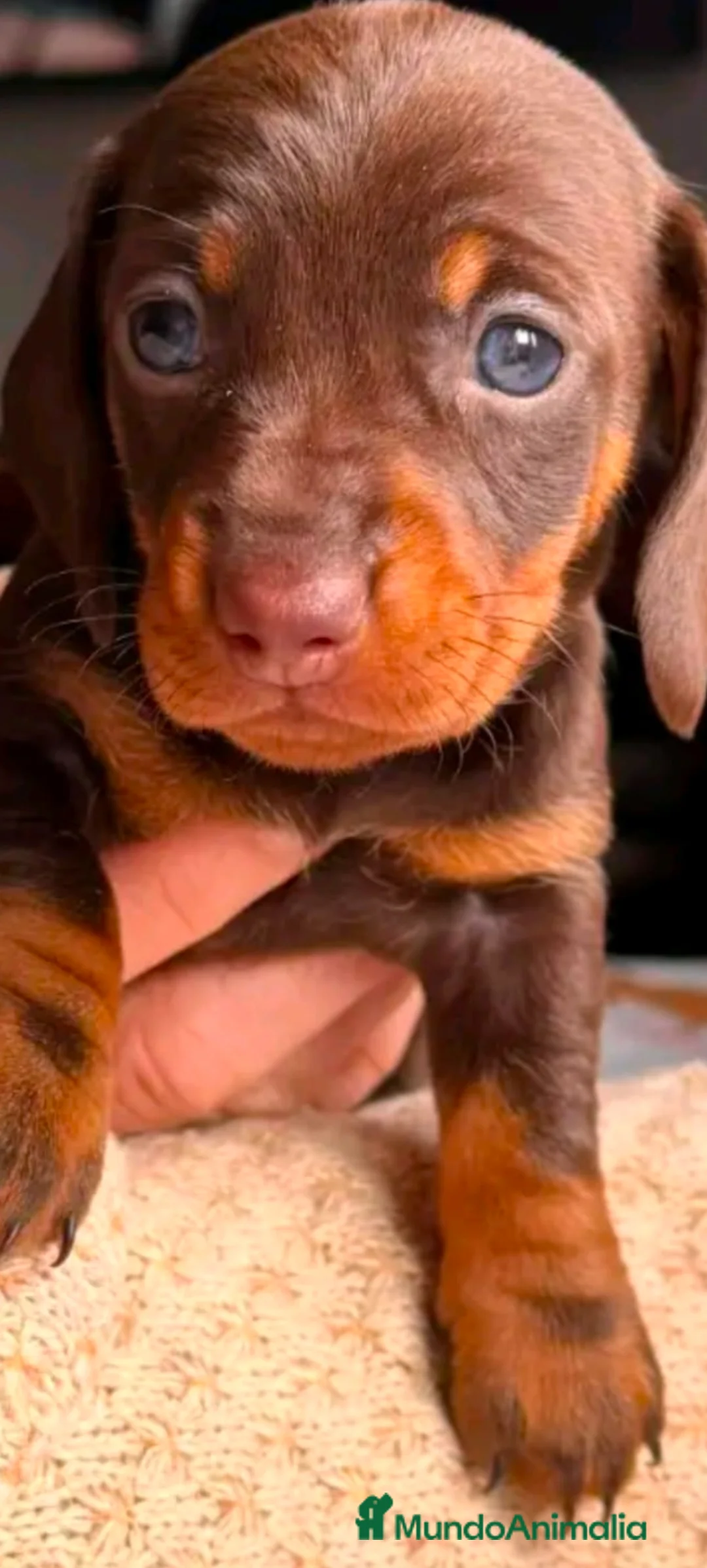 Teckel Miniatura perros en venta: Hembra de teckel  - Anuncio 2