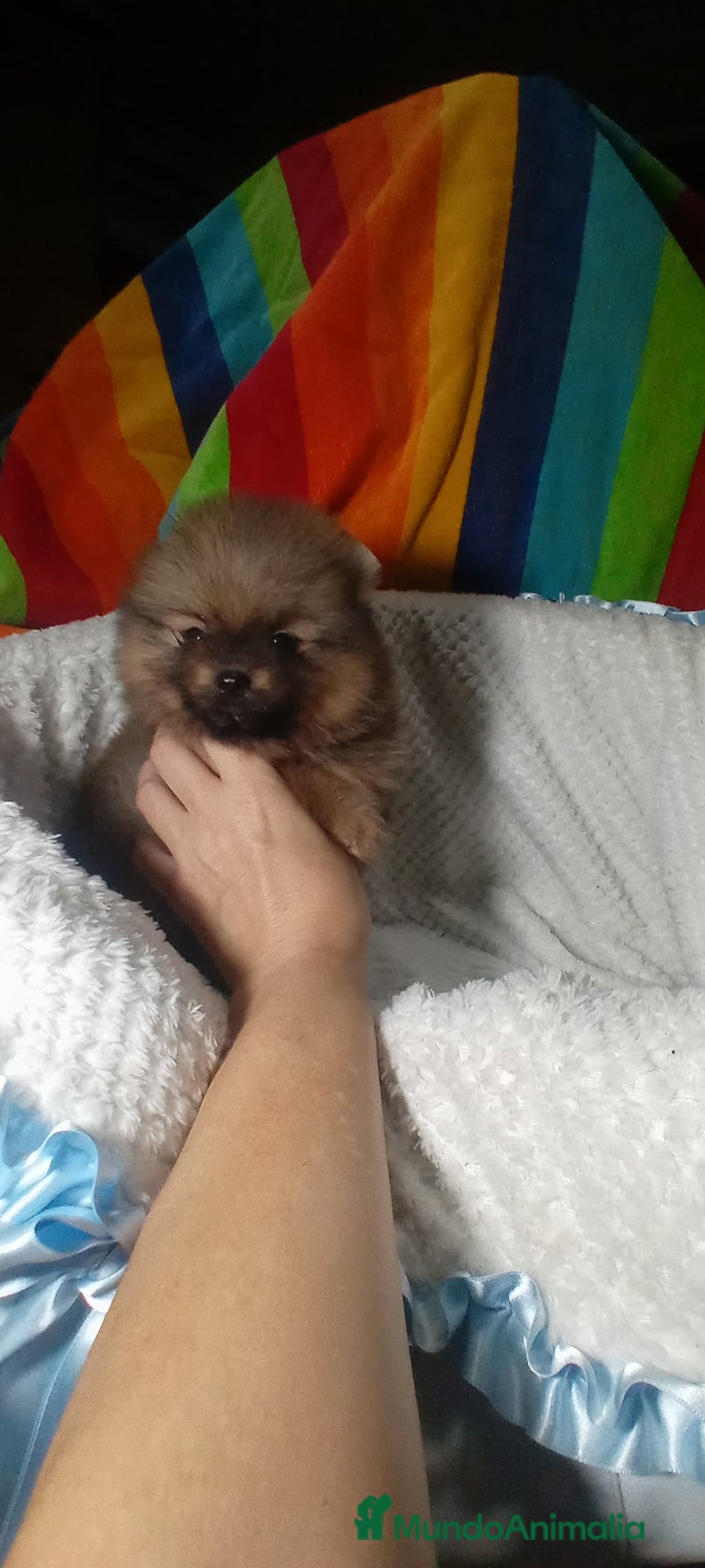 Pomerania perros en venta: Precioso pomerania ositos ✨🐾🐾 - Imagen 3