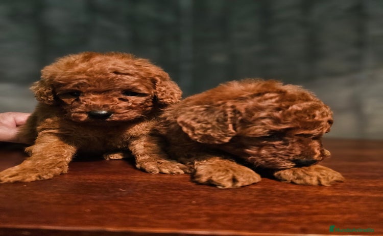 Caniche Toy perros - Anuncio 4