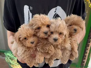 Maltipoo perros Maltipoo - Anuncio 1