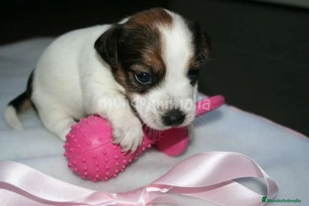 Imagen de galería {{count}}