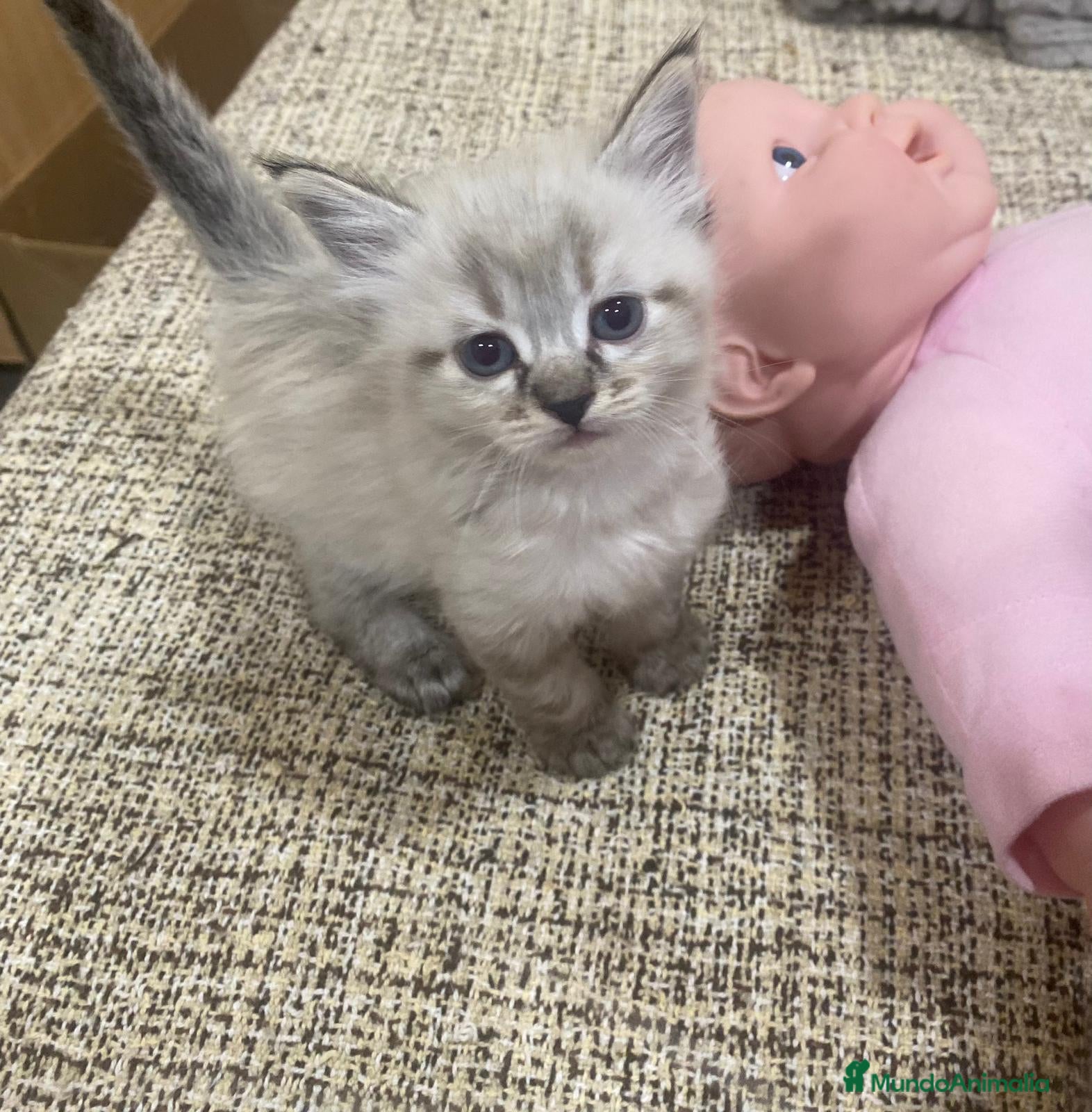 Raza Mixta gatos Cruce de siberianos  - Anuncio 1
