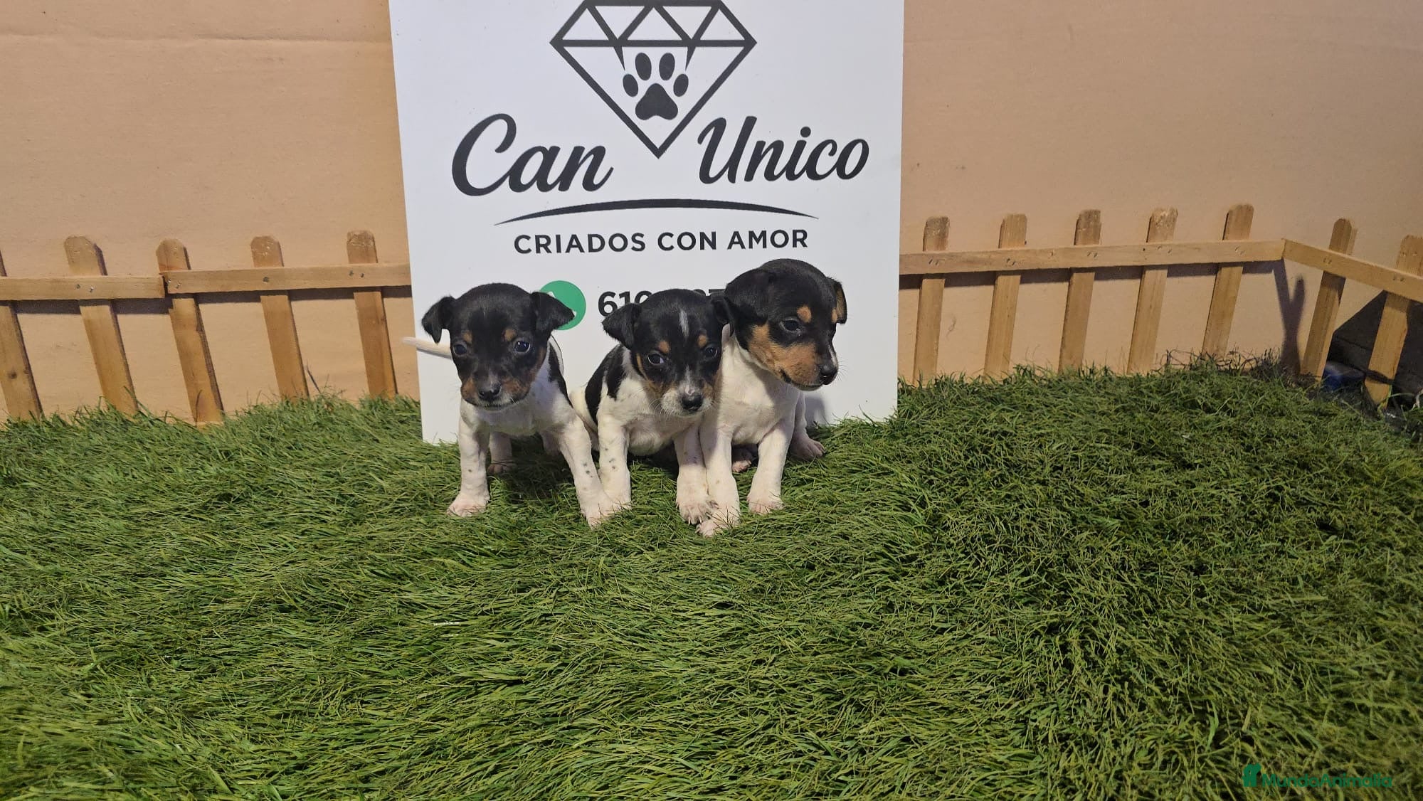 Ratonero Bodeguero Andaluz perros Bodeguero Andaluz-Calidad, seriedad y seguimiento - Anuncio 1
