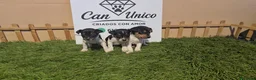 Ratonero Bodeguero Andaluz perros en venta: Bodeguero Andaluz-Calidad, seriedad y seguimiento - Anuncio 1