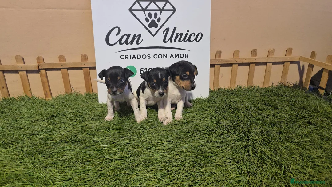 Ratonero Bodeguero Andaluz perros en venta: Bodeguero Andaluz-Calidad, seriedad y seguimiento - Anuncio 1