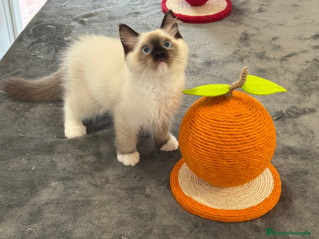 Ragdoll gatos en venta: Camada Ragdoll - Imagen 15