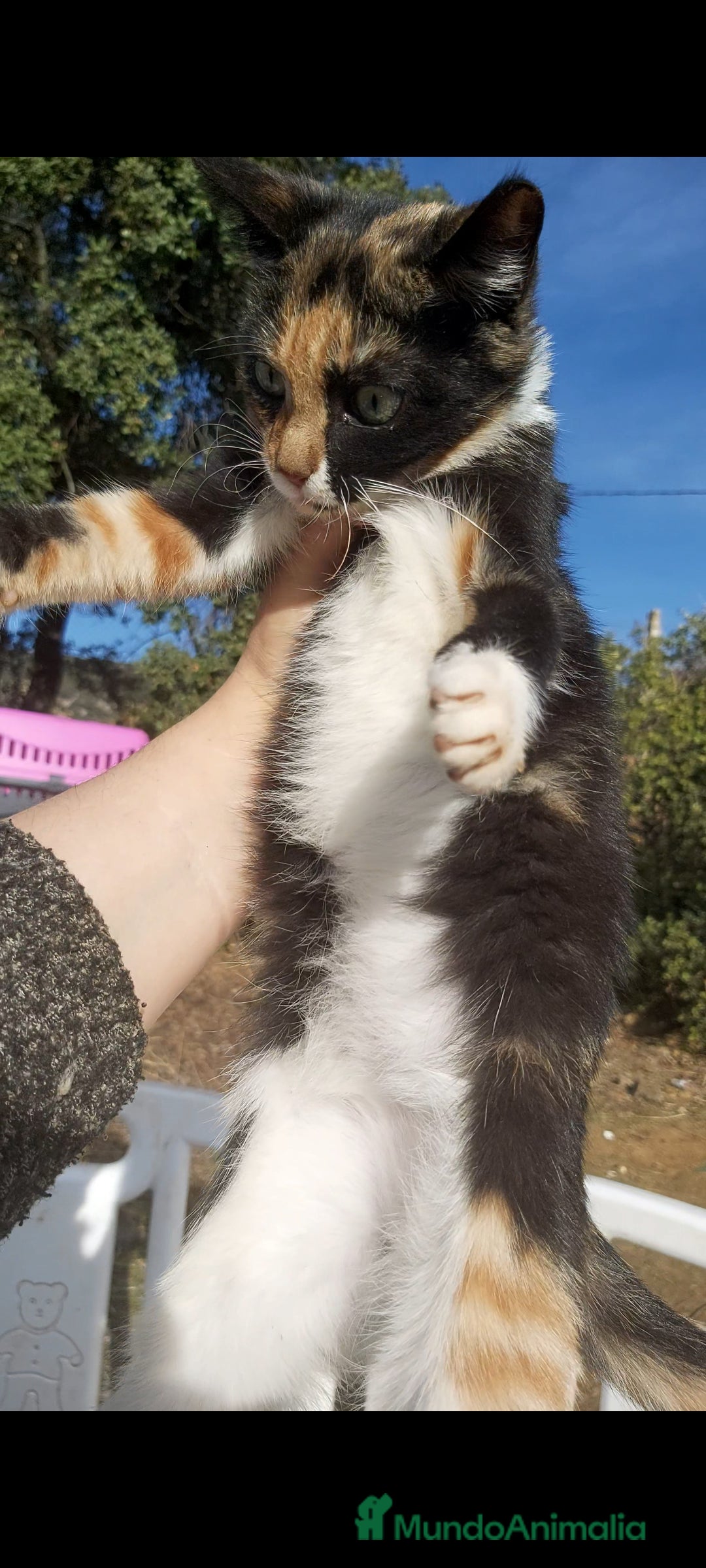 Otras razas gatos en venta: Gatita tricolor 3 meses - Anuncio 4