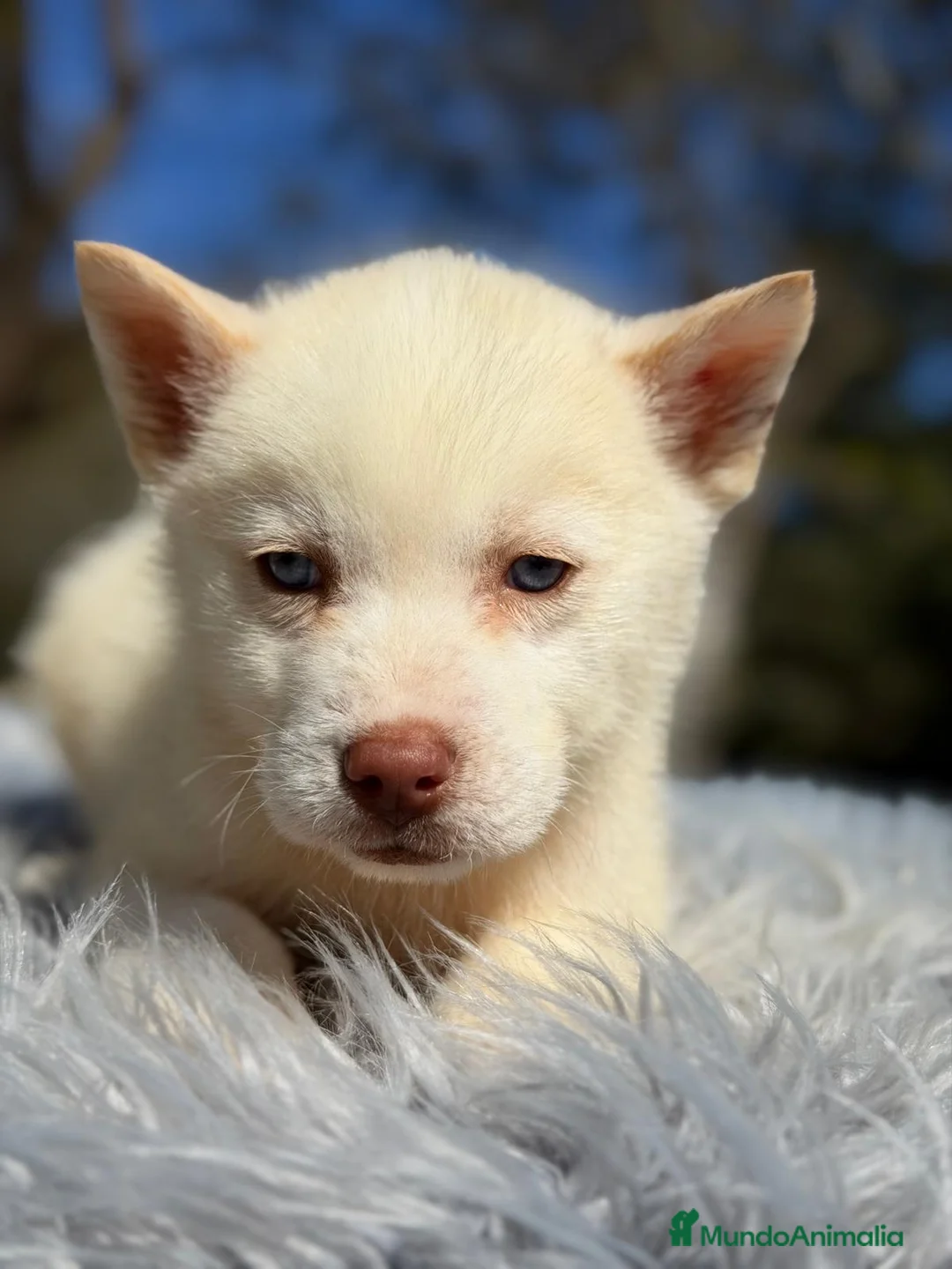 Husky Siberiano perros en venta: ÚLTIMO HUSKY MACHO BLANCO  - Anuncio 2