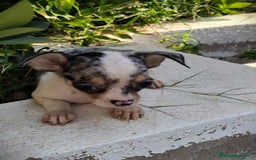 Chihuahua perros en venta: Chigugua macho arlequín  - Imagen 6