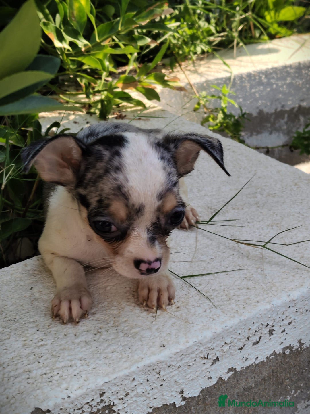 Chihuahua perros en venta: Chigugua macho arlequín  - Imagen 6