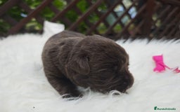 Labrador Retriever perros en venta: Labrador chocolate  - Imagen 2