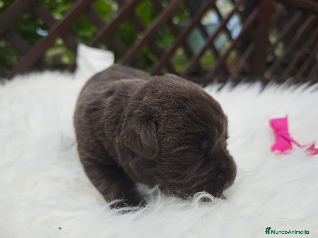 Labrador Retriever perros en venta: Labrador chocolate  - Imagen 2