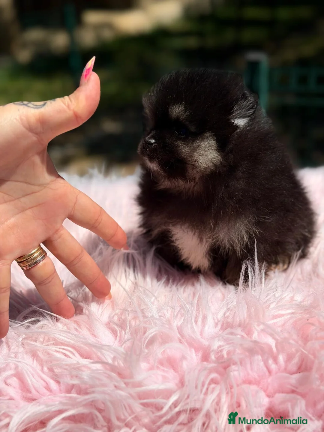 Pomerania perros en venta: POMERANIA TOY HEMBRA - Anuncio 2