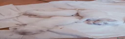Bichón Maltés perros en venta: Bichón Maltés - Anuncio 5