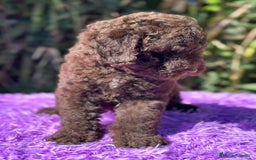 Perro de Agua Español perros en venta: Pdae chocolate  - Imagen 4