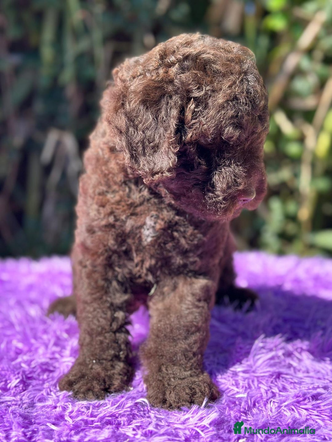 Perro de Agua Español perros en venta: Pdae chocolate  - Imagen 4