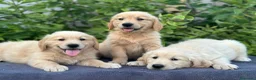 Golden Retriever perros en venta: GOLDEN RETRIEVER - Anuncio 2