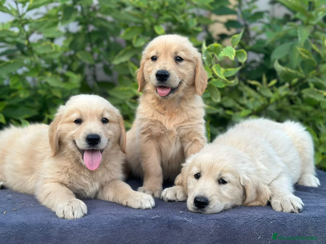 Golden Retriever perros en venta: GOLDEN RETRIEVER - Anuncio 2