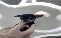 Chihuahua perros en venta: Chihuahua blanco  - Imagen 3
