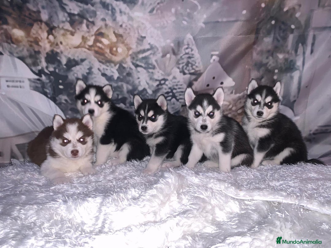 Husky Siberiano perros en venta: Cachorros husky siberianos  - Anuncio 13