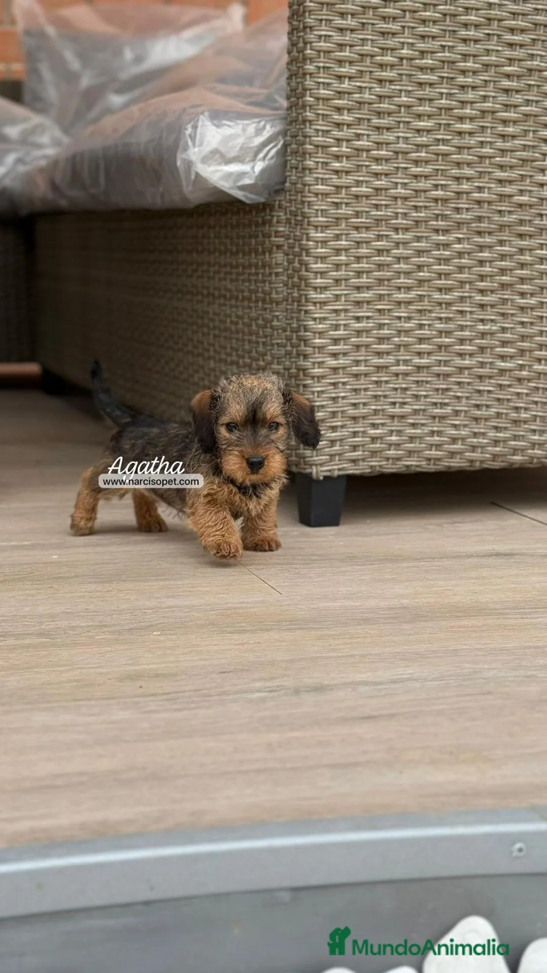 Teckel Miniatura perros en venta: CACHORRO TECKEL PELO DURO - Anuncio 2