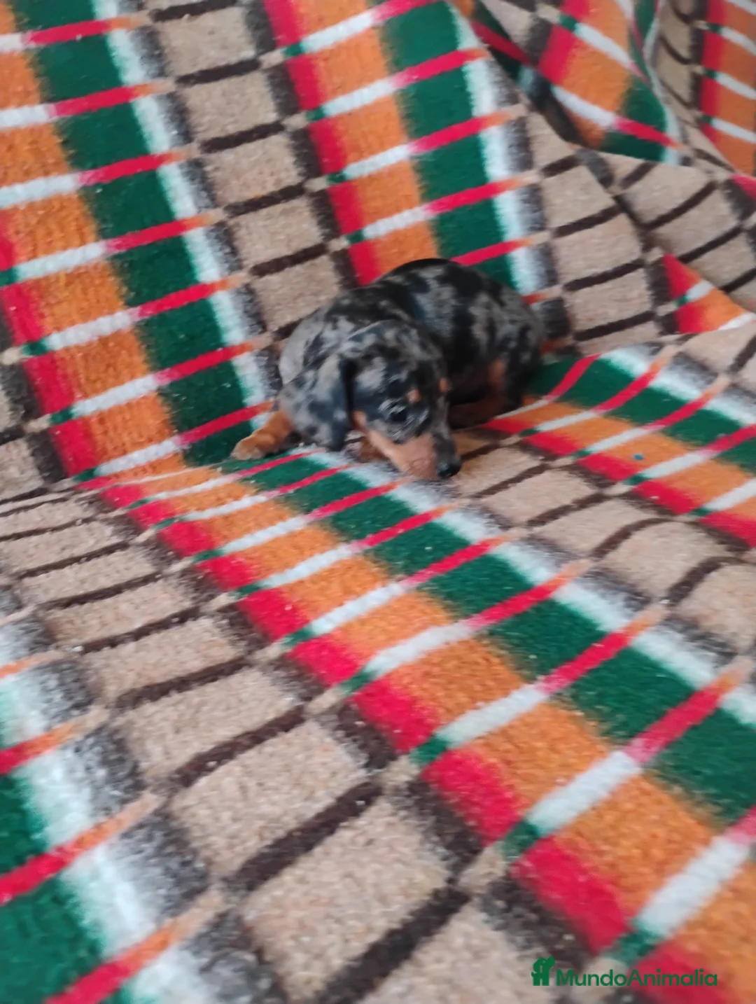 Teckel Miniatura perros en venta: Cachorra teckel arlequín plata  - Anuncio 5