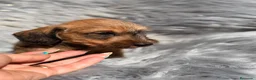 Teckel Miniatura perros en venta: Teckel pelo duro  - Anuncio 6