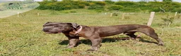 Raza Mixta perros en adopcion: CROQUETO busca hogar - Anuncio 4