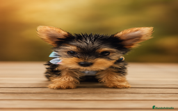 Yorkshire Terrier perros en venta: Niños de Yorkshire Terrier - Imagen 2