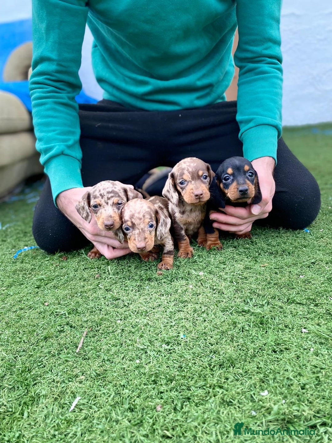 Teckel Miniatura perros en venta: Teckel miniatura varios colores  - Anuncio 5