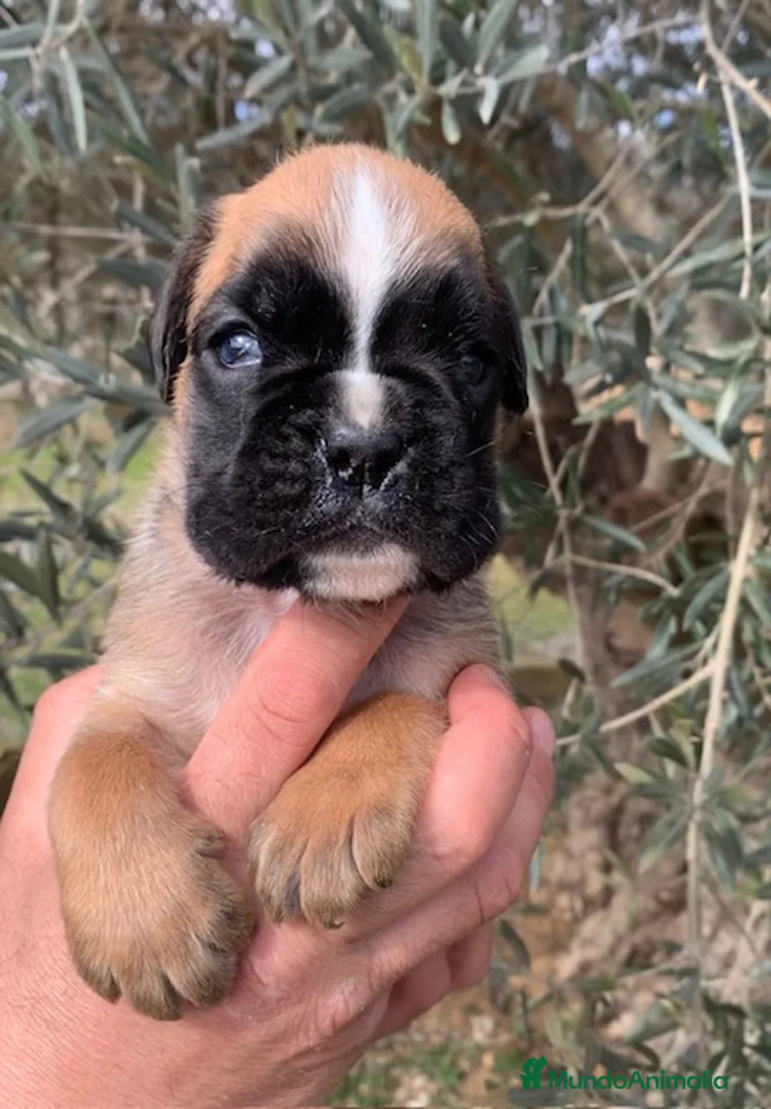 Boxer perros en venta: Magníficos cachorros BOXER, excelente genealogía - Anuncio 4