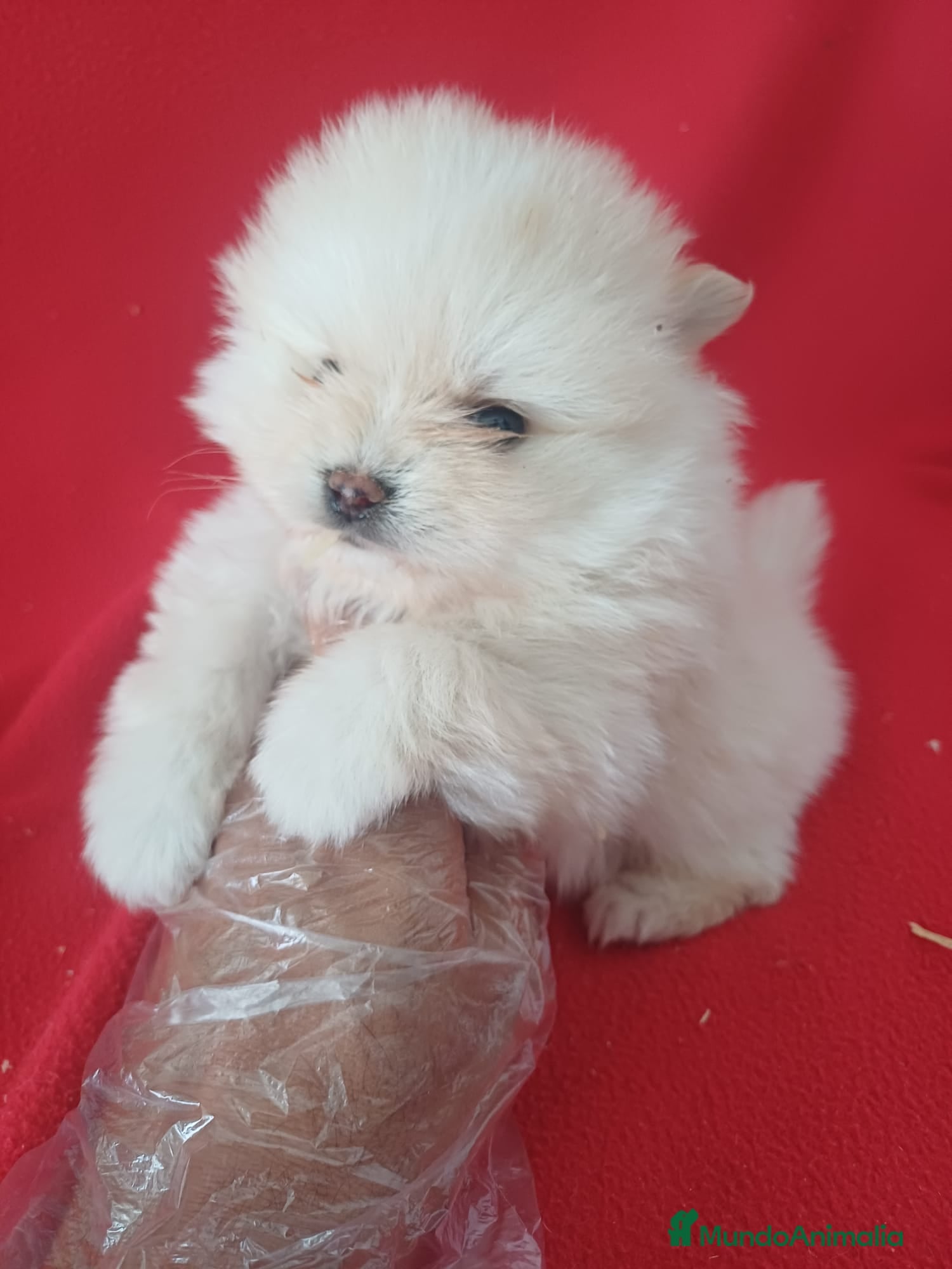 Pomerania perros Pomerania Mini  - Anuncio 3