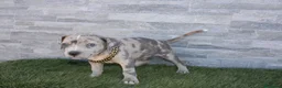 American Pit Bull Terrier perros en venta: American Pit bull - Anuncio 10