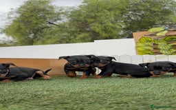 Pinscher Miniatura perros en venta: PINSCHER MINIATURA  - Imagen 20