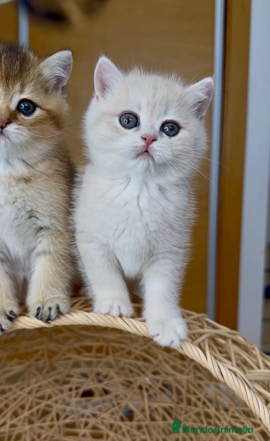 Británico de Pelo Corto gatos en venta: ✨ Últimos dos hermanitos disponibles ✨ - Anuncio 19