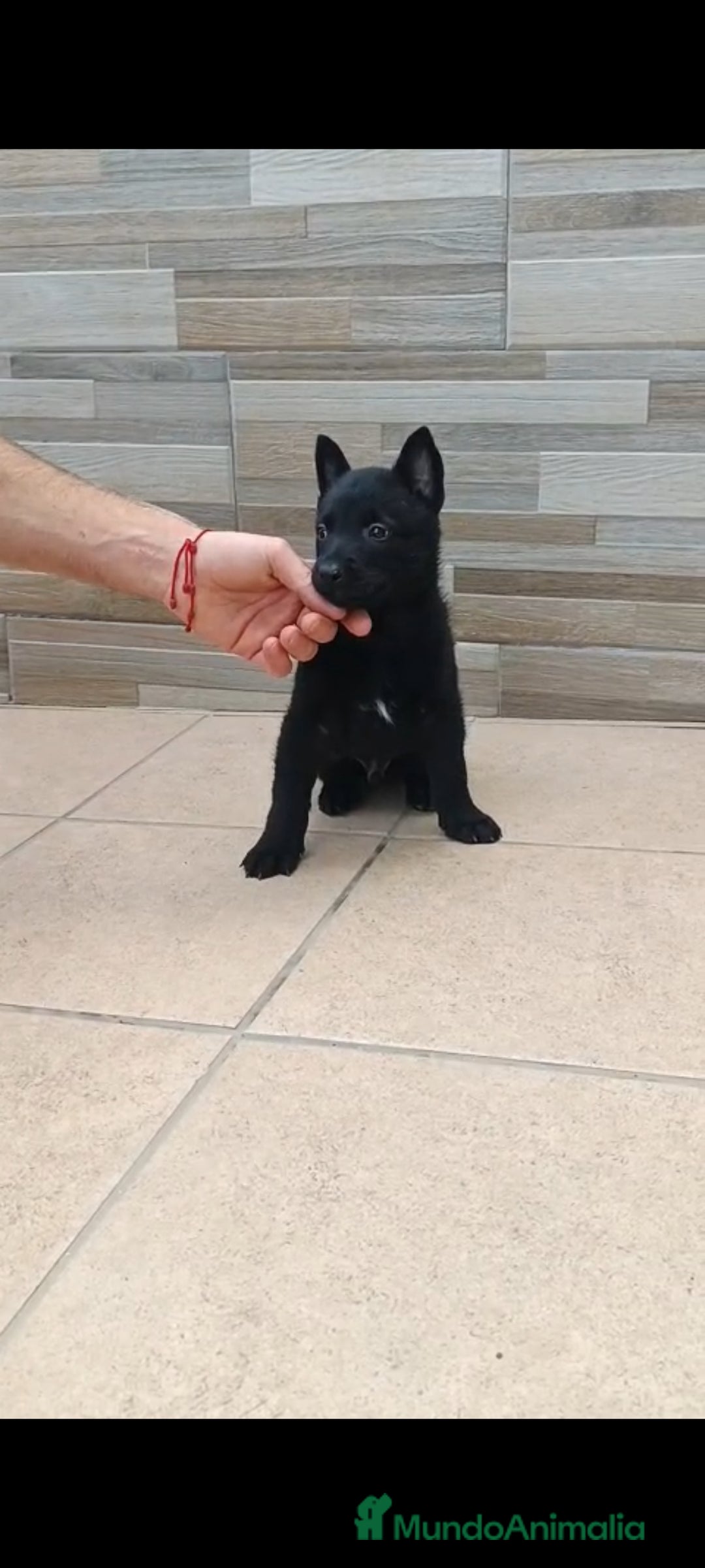 Pastor Belga Malinois perros en venta: Pastor Belga Malinois  - Imagen 1