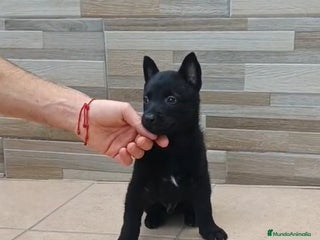 Pastor Belga Malinois perros - Anuncio 2