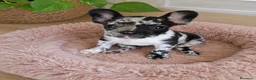 Bulldog Francés perros en venta: PRECIOSAS EJEMPLARES BULLDOG MINI EXÓTICAS MERLE - Anuncio 2