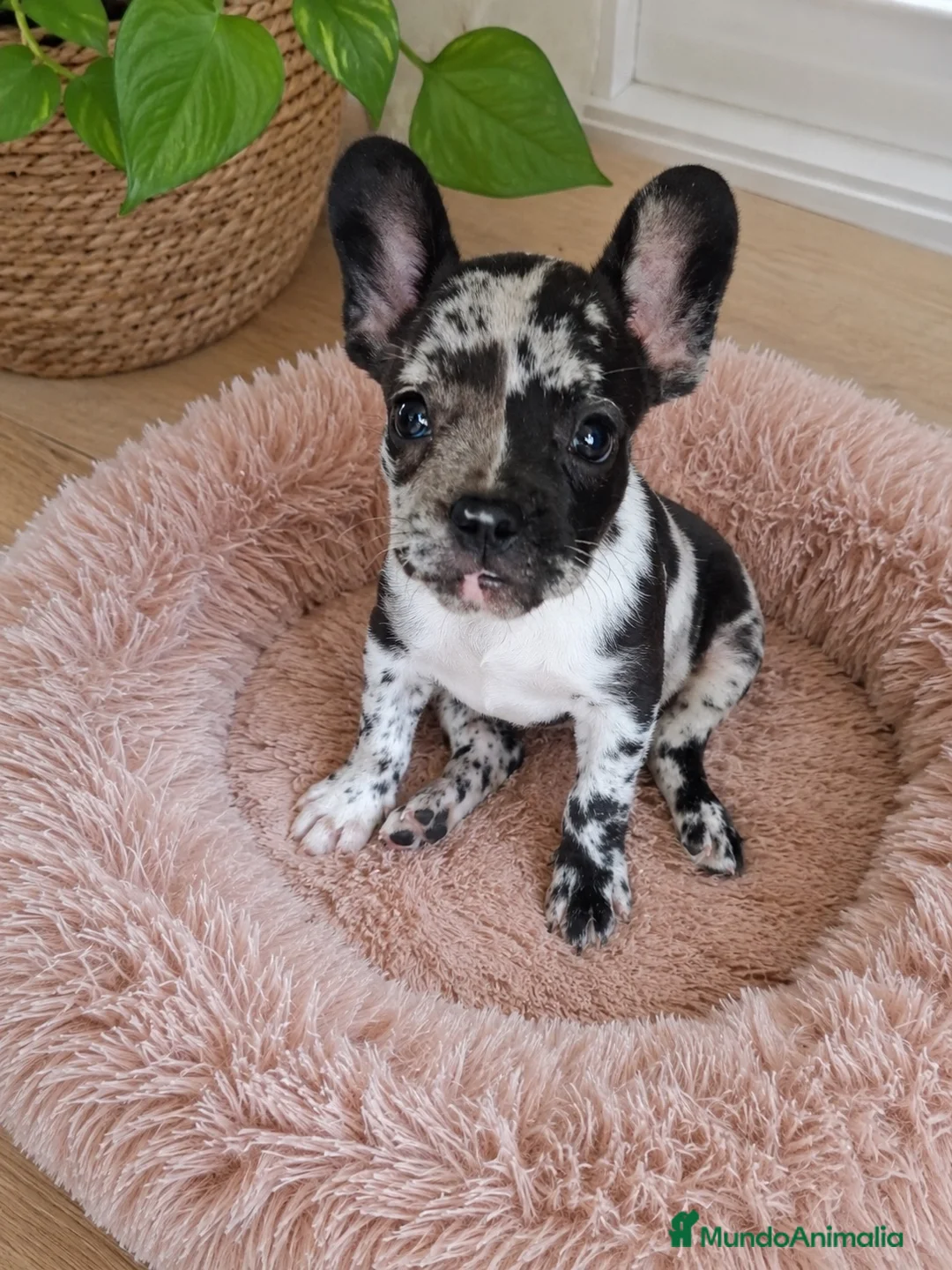 Bulldog Francés perros en venta: PRECIOSAS EJEMPLARES BULLDOG MINI EXÓTICAS MERLE - Anuncio 2