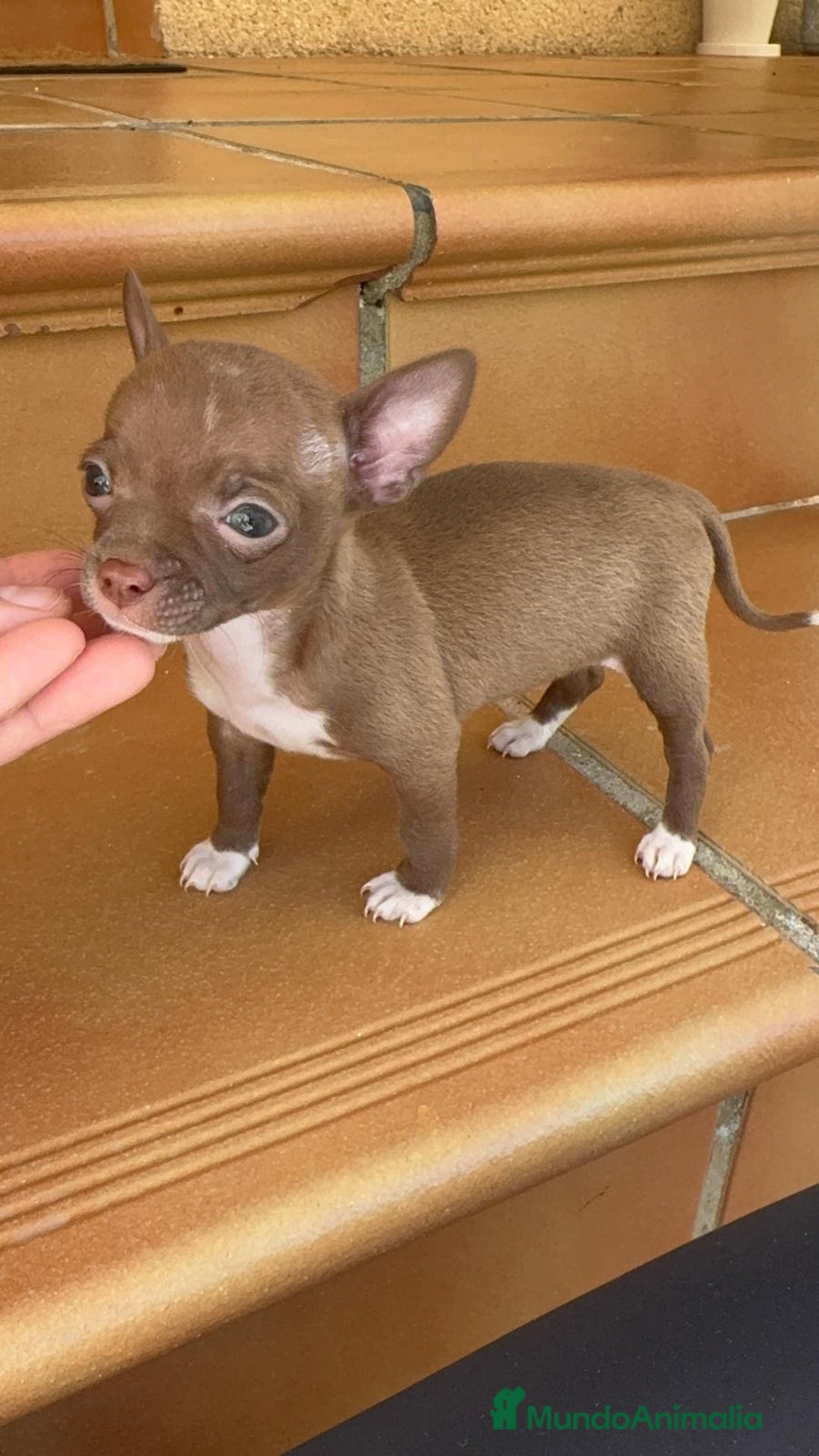Chihuahua perros en venta: CHIHUAHUA HEMBRA - Anuncio 5