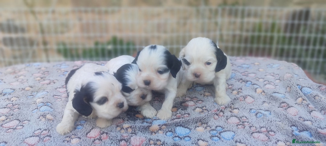 Cocker Spaniel Americano perros en venta: Cocker americano particolor - Imagen 3