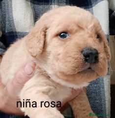 Labradoodle Cachorro 8