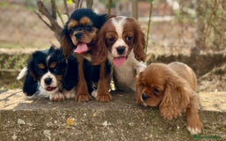 Cavalier King Charles Spaniel perros en venta: CAVALIER DISPONIBLES - Imagen 3