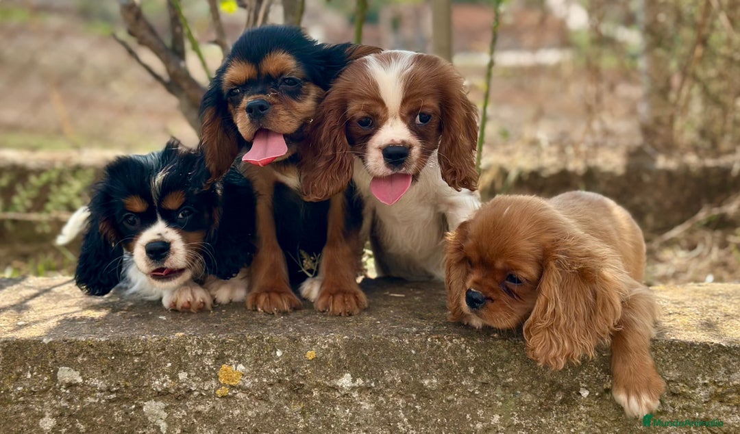Cavalier King Charles Spaniel perros en venta: CAVALIER DISPONIBLES - Imagen 3
