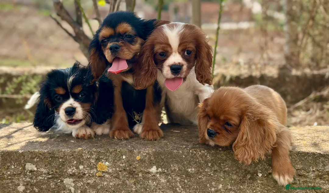 Cavalier King Charles Spaniel perros en venta: CAVALIER DISPONIBLES - Anuncio 3